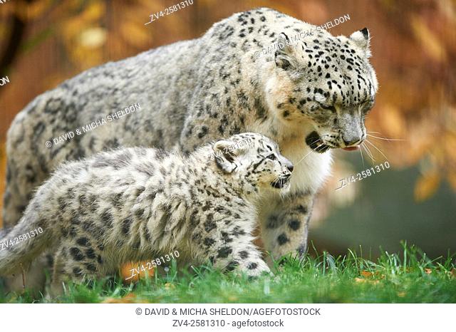 Close-up of a snow leopard (Panthera uncia syn. Uncia uncia) mother with her youngster in autumn. Captive. Germany