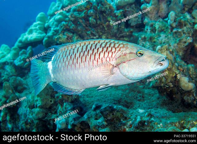 Ringtail wrasse (Oxycheilinus unifasciatus) reach 18 inches in length and feed on other fish, crabs, brittle stars and sea urchins; Hawaii