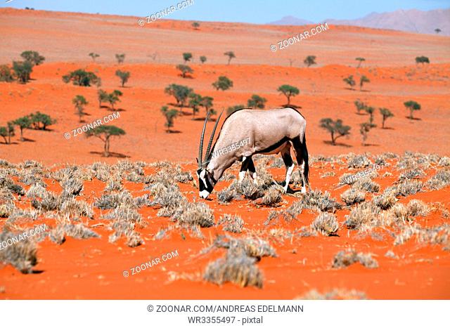 Oryxantilope im Namib Rand Nature Reserve auf Wolwedans in Namibia