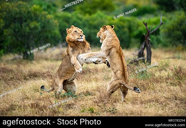 Two lions, Panthera leo, fight each other