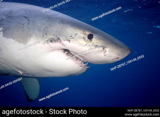 A great white shark off Guadalupe Island, Mexico, November 2004 These photographs by Douglas David Seifert of Great White sharks were taken off the coast off...