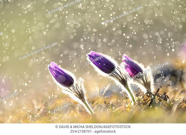 A group of Pulsatilla (Pulsatilla vulgaris) blooms in the grassland on a rainy evening in early spring, Bavaria, Germany