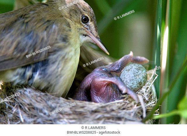 Eurasian cuckoo Cuculus canorus, young cuckoo removing egg of Reed warbler , Germany, Lower Saxony