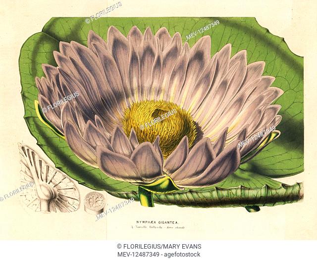 Gigantic water lily variety, Victoria amazonica (Nymphaea gigantea or Victoria fitzroyana). Handcoloured lithograph from Louis van Houtte and Charles Lemaire's...