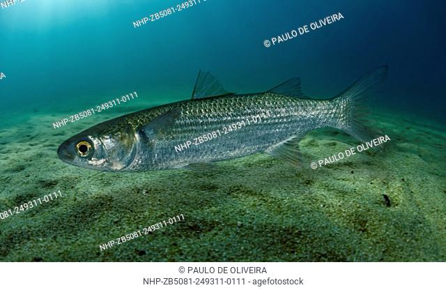 Flathead grey mullet, Mugil cephalus on sand bottom sea environment. Digital composite. Portugal
