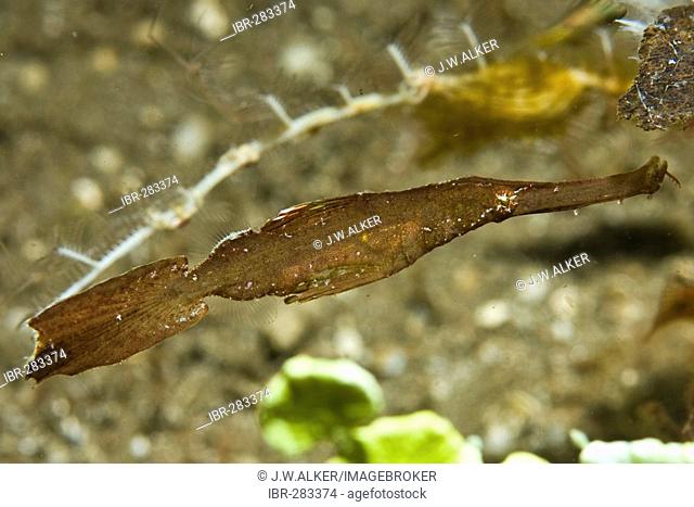 Ghost Pipefish, Solenostomus cyanopterus