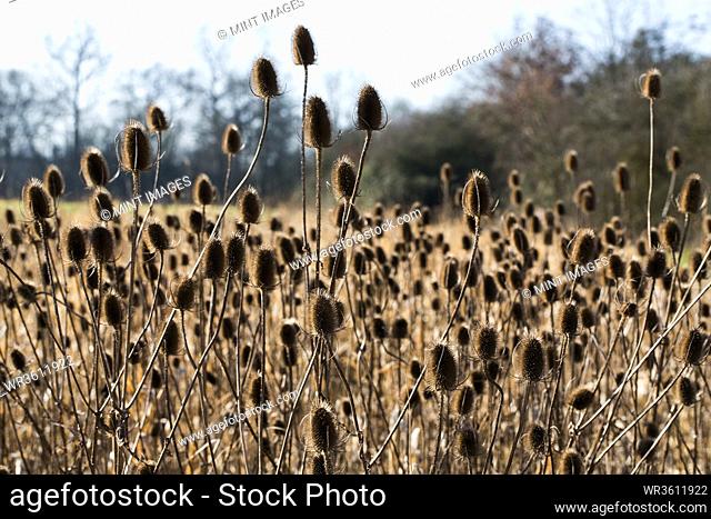 Close up of field of tall wild grasses