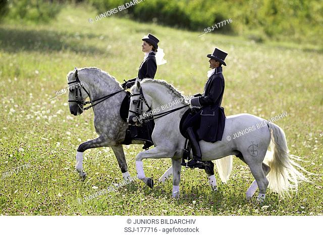 Pure Spanish Horse, Andalusian and Lusitano. Black and gray horse with rider trotting on a meadow