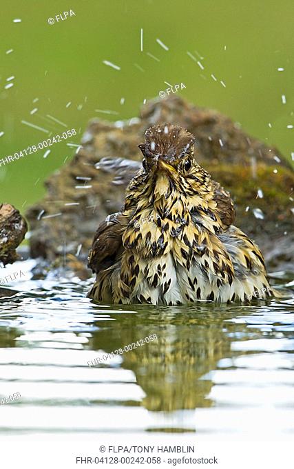 Song Thrush Turdus philomelos adult, bathing in garden pond, Warwickshire, England, june