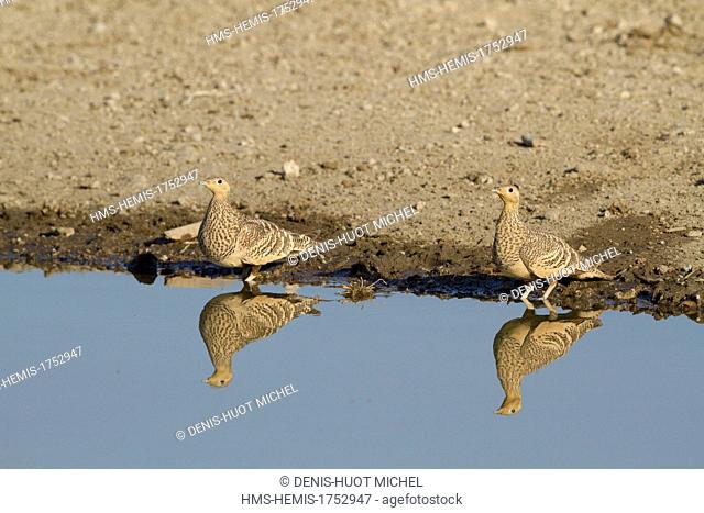 Kenya, Lake Magadi, Chestnut-bellied Sandgrouse (Pterocles exustus), coming for drinking