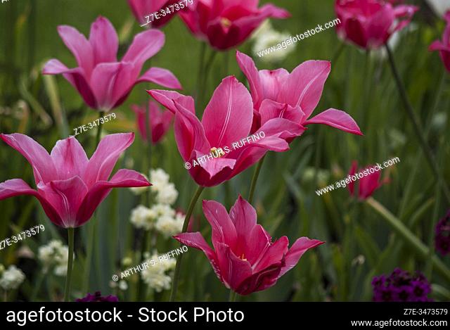 Pink tulips. Tulip season at Tivoli Gardens. Copenhagen, Denmark, Europe