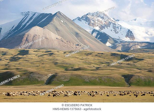 Kyrgyzstan, Naryn Province, Arpa valley, flock of sheeps on summer pastures at the foothills of the Tian Shan mountain range