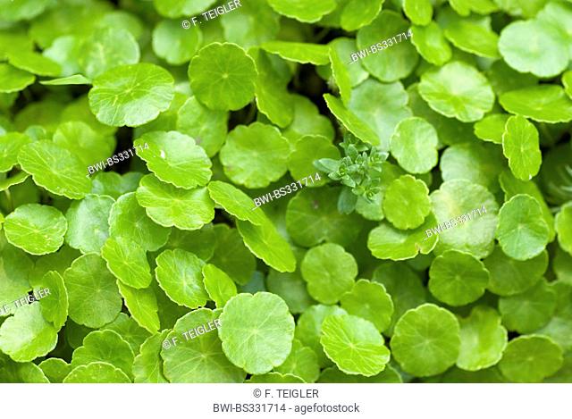 marsh pennywort, common pennywort (Hydrocotyle vulgaris), leaves, Germany