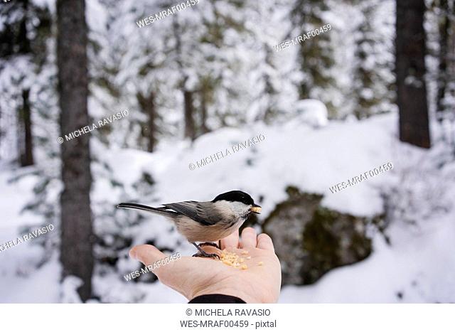 Little bird eating from the female hand in the snowy forest, Engadin, Switzerland