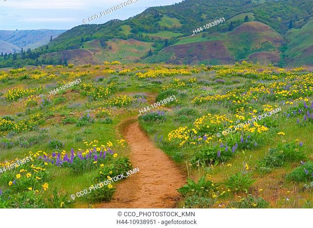 USA, United States, America, Oregon, Mosier, Rowena, Plateau, McCall Nature, Preserve, Area, wildflowers, Columbia Gorge, Spring, path, flowers, blooms