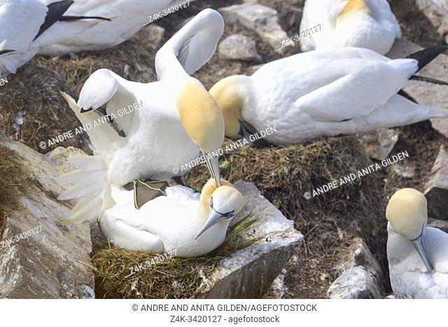 Northern Gannet (Morus bassanus) pair mating in breeding colony, Cape St. Mary's ecological reserve, Newfoundland, Canada