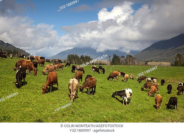 Dairy cows grazing, Lake Brunner, West Coast, New Zealand