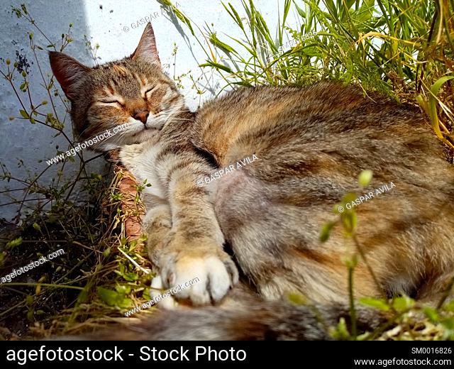 European short hair female cat enjoying the sun and sleeping outdoors in the garden