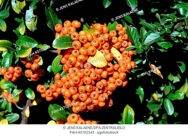 Orange covered firethorns (Pyracantha) with green and a few yellow leaves in Pitesti, Romania, 21 October 2013. Photo: JENS KALAENE | usage worldwide