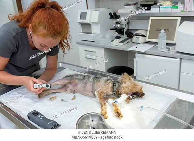 Dog at the veterinarian, preparation for an operation