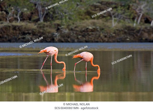 Greater flamingo Phoenicopterus ruber foraging for small pink shrimp Artemia salina in saltwater lagoon near Punta Cormorant on Floreana Island in the Galapagos...