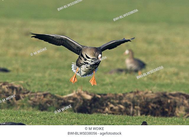 white-fronted goose Anser albifrons, landing, Netherlands, Frisia