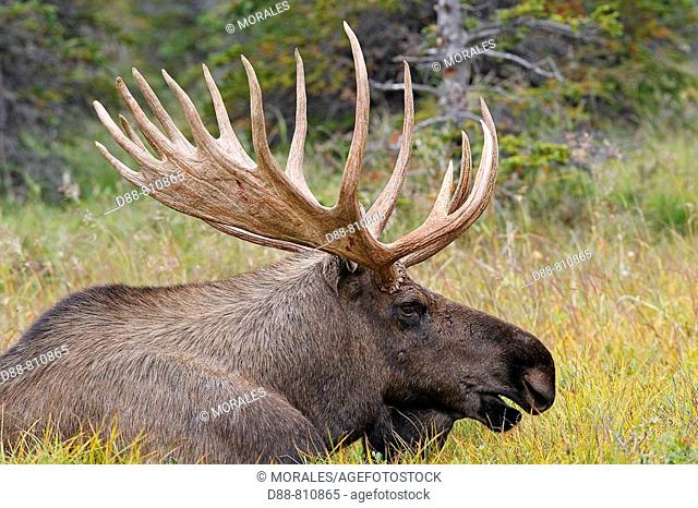 Moose (Alces alces), 5-7 year old male. Seward Peninsula, Alaska, USA