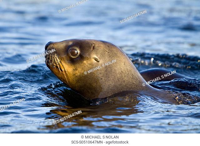 Curious young South American Sea Lions Otaria flavescens approach the boat at sunset near New Island in the Falkland Islands The South American sea lion is...