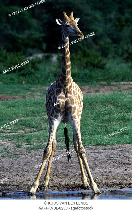 Giraffe, Wankie, Zimbabwe