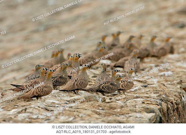 Crowned Sandgrouse on the ground, Crowned Sandgrouse, Pterocles coronatus