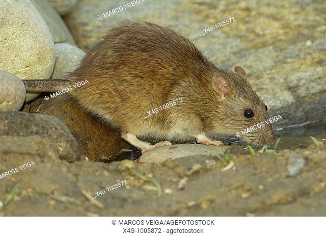 Rata común o rata noruega, Norway or brown rat, Rattus norvegicus  Pontevedra, España
