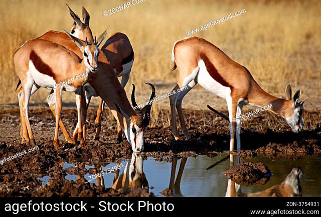 Springbock, Central Kalahari Game Reserve, Botswana, Botsuana, Antidorcas marsupialis, Springboks
