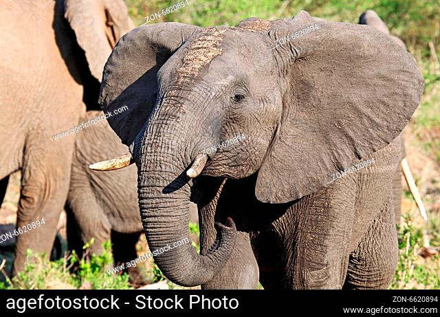 Elefant im Kruger Nationalpark Südafrika; african elephant, south africa, wildlife