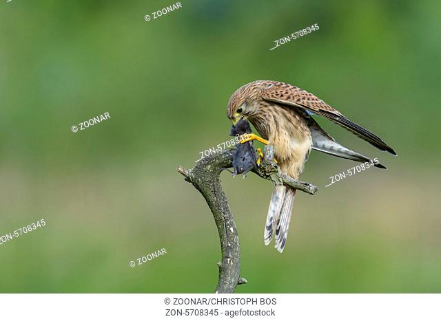 Turmfalke, Falco tinnunculus, Common Kestrel