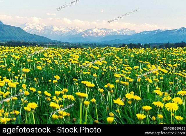 Beautiful flower field pasture and amazing panoramic view to snow covered alpine mountains. Kempten, Bavaria, Alps, Allgau, Germany