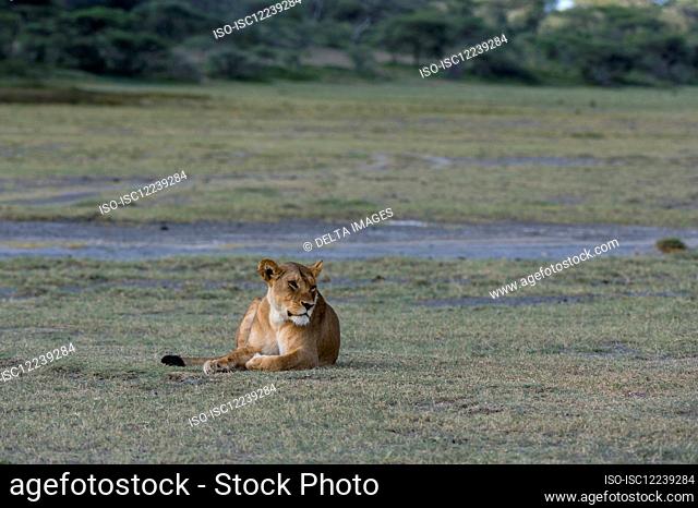 Lioness (Panthera leo), Ndutu, Ngorongoro Conservation Area, Serengeti, Tanzania