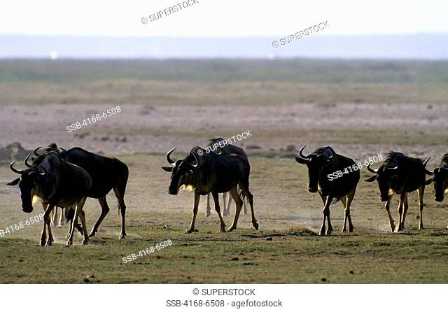 kenya, amboseli national park, wildebeeste