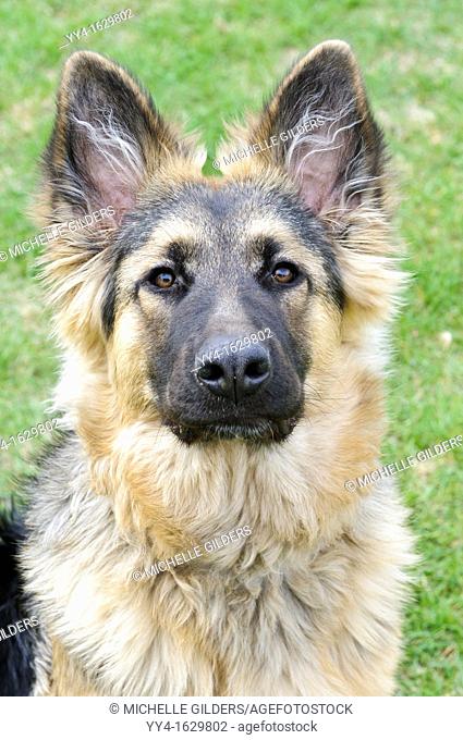German shepherd, Canis lupus familiaris, long-haired puppy, 6 5 months old