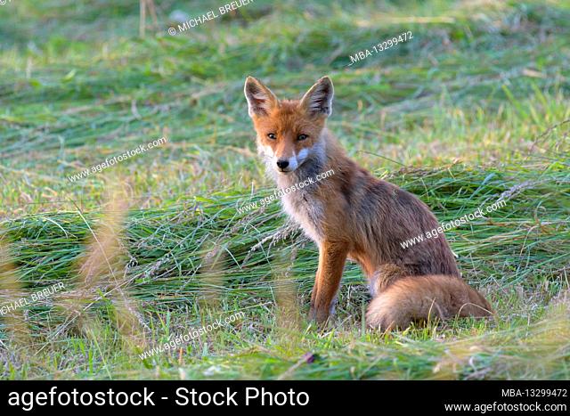Fox on a mown meadow, June, Hesse, Germany