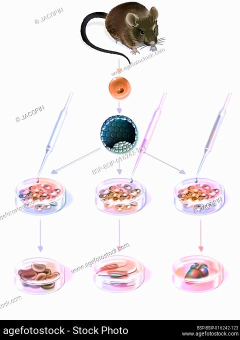 Research in cell therapy: obtaining and differentiating embryonic stem cells