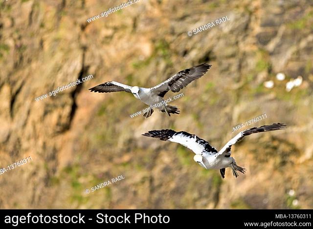 Northern gannets fly in front of the cliffs in the Hermaness Nature Reserve, Isle of Unst, Scotland, Shetland Islands