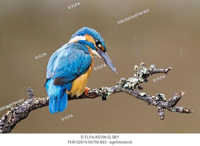 Common Kingfisher (Alcedo atthis) adult male, perched on twig over water during rainfall, Droitwich, Worcestershire, England, May