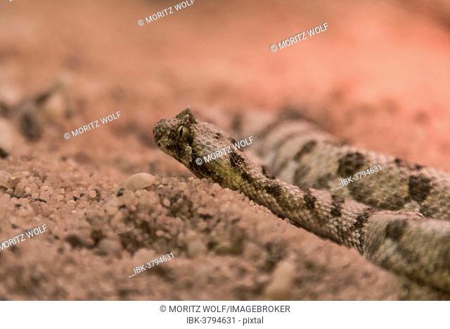 Horned Puff Adder (Bitis caudalis), Living Desert Snake Park, Walvis Bay, Namibia
