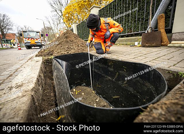 23 November 2023, Thuringia, Erfurt: Gardener Pauline Lederhausen checks the depth of one meter at which the root protection film must be inserted