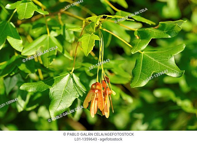 Montpelier Maple (Acer monspessulanum)