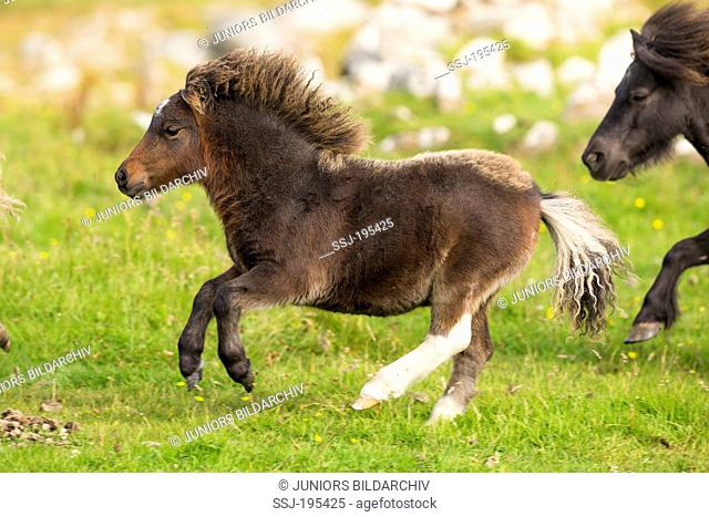 Miniature Shetland Pony Mare and foals galloping on a meadow Shetlands, Unst