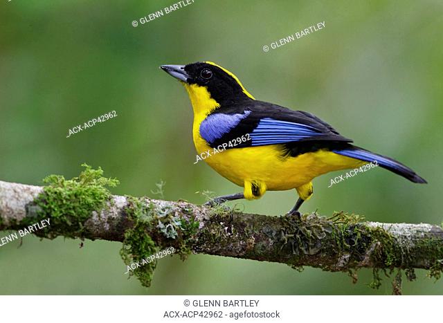 Blue-winged Mountain Tanager Anisognathus somptuosus perched on a branch in Ecuador