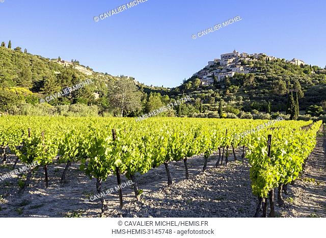 France, Vaucluse, regional natural reserve of Lubéron, Gordes, certified the Most beautiful Villages of France, vineyard at the foot of the village