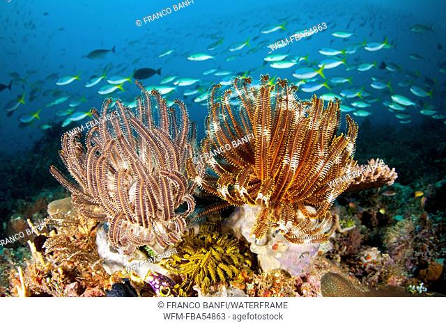 Crinoids in Coral Reef, Crinoidea, Raja Ampat, West Papua, Indonesia