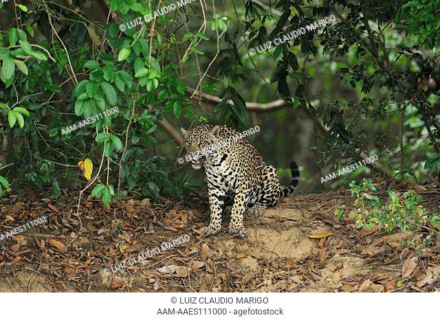 Female Jaguar (Panthera onca) on the shore of Piquiri River, in the Pantanal of Mato Grosso State, Center-West of Brazil